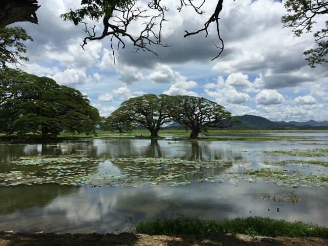 Natural scene in Sri Lanka - nature is helpful when feeling lonely